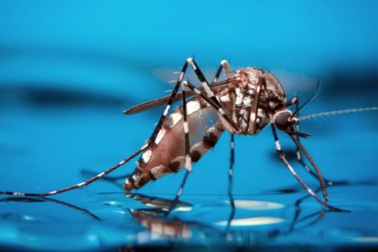 «Plan de Vacunación Contra el Dengue en Zonas Priorizadas de Argentina»