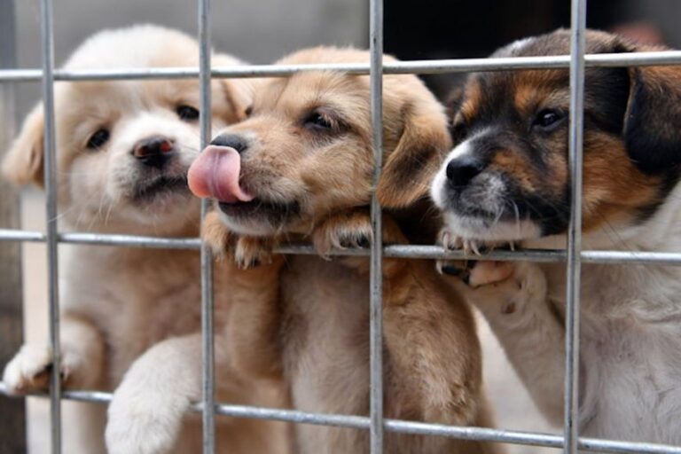 Concordia prohíbe la reproducción y venta de animales de compañía con fines comerciales